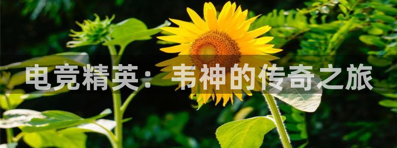 安博电竞提现要求多久到账：电竞精英：韦神的传奇之旅